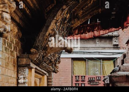 Scimmietta nascosti nel tempio delle scimmie in Nepal Foto Stock