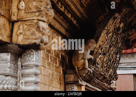 Scimmietta nascosti nel tempio delle scimmie in Nepal Foto Stock