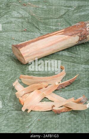 Fatwood stick & tinder da un pino Monteray / Pinus radiata. Fatwood è infiammabile legno resinoso materiale dalla caduta di alberi di pino. Capacità di sopravvivenza. Foto Stock