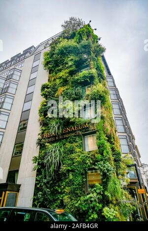 Green muro vivente delle piante, l'Athenaeum, Hotel, London, England, Regno Unito Foto Stock