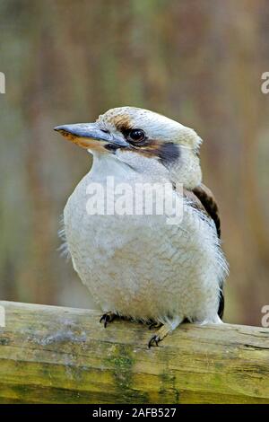 Lachender Hans, Dacelo gigas, Victoria, Australien, Foto Stock