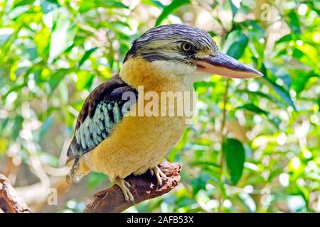 Lachender Hans, Eisvogel, Kingfisher, Blauflügel Kookaburra, Dacelo leachii, Litchfield NP, Nothern Territori, Australien Foto Stock