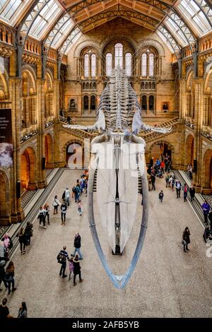 Il blu di scheletro di balena, Museo di Storia Naturale di Londra, Inghilterra, Regno Unito Foto Stock