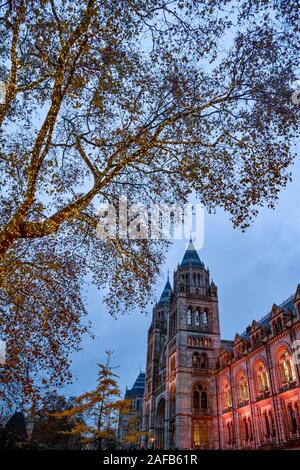 Museo di Storia Naturale di Londra, Inghilterra, Regno Unito Foto Stock