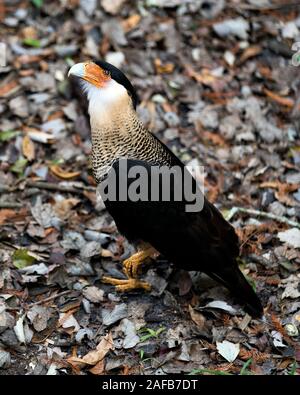 Caracara bird close-up vista di profilo con un background di fogliame visualizzando il suo piumaggio, corpo, la testa, il becco, occhio, artigli, giallo-arancio di faccia, giallo-arancione Foto Stock