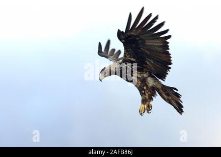 Cinque anni femmina di Spanish Imperial Eagle battenti, Aquila adalberti Foto Stock