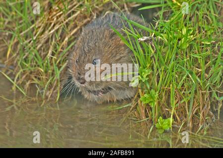 Acqua vole Arvicola Amphibius REGNO UNITO Foto Stock