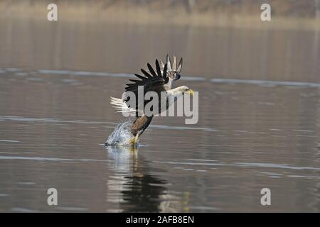 Seeadler, Maennchen, adulti (Haliaeetus albicilla) jagend Foto Stock