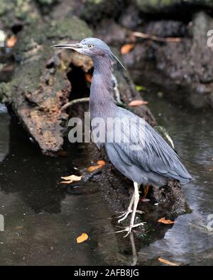 Little Blue Bird close-up visualizza profilo appollaiato dall'acqua su un ramo visualizzando il suo corpo, testa, occhio, becco, piedi le sue circostanti e l'ambiente. Foto Stock