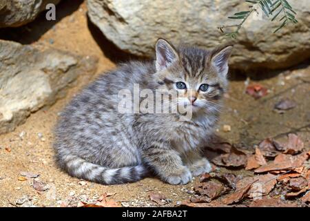 Wildkatze (Felis silvestris), Jungtier, captive, Bayern, Deutschland Foto Stock