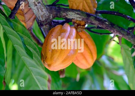 Kakaofrucht am Baum, Kakao (Theobroma cacao), Insel Mahe, Seychellen Foto Stock