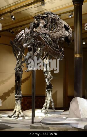 Das weltweit einmalige Skelett des (Tyrannosaurus rex, T. REX), Tristan - Otto, Naturkundemuseum, Museum für Naturkunde, Berlino Foto Stock