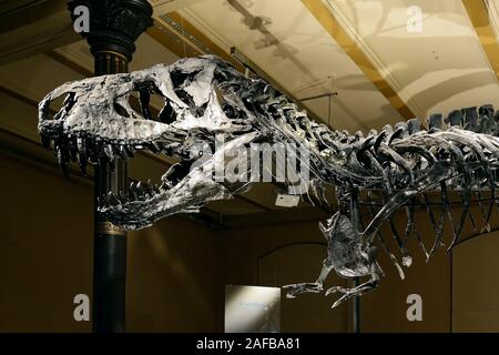 Das weltweit einmalige Skelett des (Tyrannosaurus rex, T. REX), Tristan - Otto, Naturkundemuseum, Museum für Naturkunde, Berlino Foto Stock