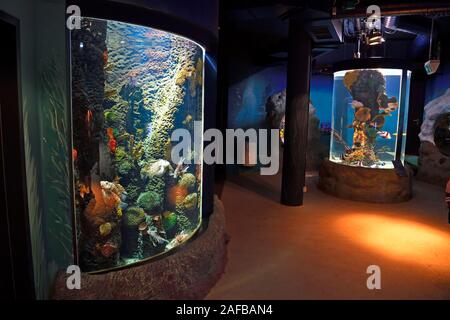 Becken und im Aquarien Sylt - Aquarium ,, Westerland Sylt, nordfriesische isole, Nordfriesland, Schleswig-Holstein, Germania Foto Stock