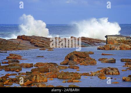 Stuermische vedere bei Gewitterstimmung am Morgen am Kap der guten Hoffnung, Capo di Buona Speranza, West Kap, Western Cape, Suedafrika, Afrika Foto Stock