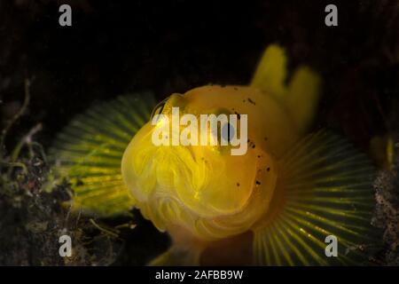 Limone ghiozzi (Lubricogobius exiguus). Subacqueo fotografia macro da Lembeh, Indonesia Foto Stock