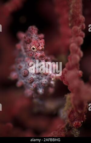 Cavalluccio marino pigmeo noto anche come Bargibant il cavalluccio marino (Hippocampus bargibanti). Subacqueo fotografia macro da Lembeh, Indonesia Foto Stock