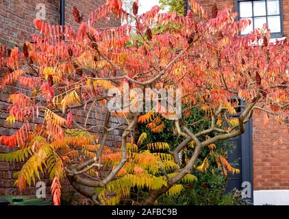 Staghorn sumac in autunno Foto Stock