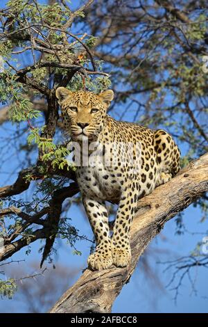 Leopard (Panthera pardus) haelt Ausschau auf einem Baum am Abend , Regione Khomas, Namibia, Afrika Foto Stock