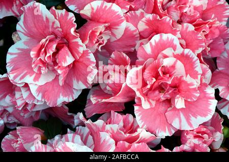 Verschiedene Zuchtformen eines Rhododrendron (Rhododendron strigillosum ) Deutschland Foto Stock