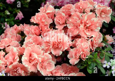 Verschiedene Zuchtformen eines Rhododrendron (Rhododendron strigillosum ) Deutschland Foto Stock