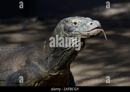 Komodowaran (Varanus komodoensis), Ritratto aus nächster Nähe im Abendlicht, Insel Rinca, Indonesien Foto Stock