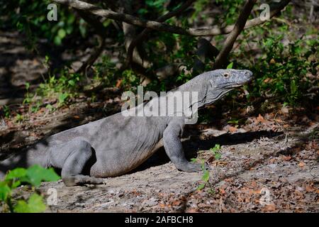 Komodowaran (Varanus komodoensis), im Grasland, Insel Rinca, Indonesien Foto Stock