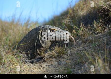 Komodowaran (Varanus komodoensis), Ritratto aus nächster Nähe im Abendlicht, Insel Rinca, Indonesien Foto Stock