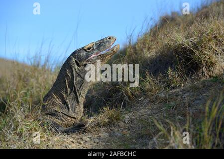 Komodowaran (Varanus komodoensis), Ritratto aus nächster Nähe im Abendlicht, Insel Rinca, Indonesien Foto Stock