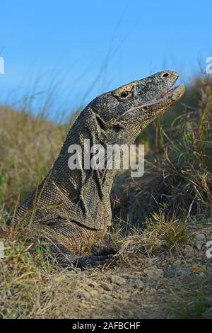 Komodowaran (Varanus komodoensis), Ritratto aus nächster Nähe im Abendlicht, Insel Rinca, Indonesien Foto Stock