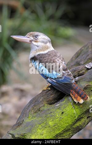 Blauflügelkookaburra, Lachender Hans, Dacelo leachii, Queensland, Australien, Foto Stock