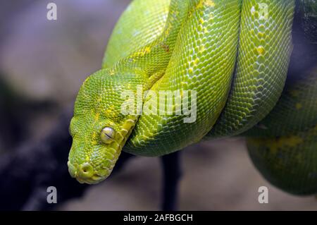 Grüner Baumpython - Morelia viridis Foto Stock
