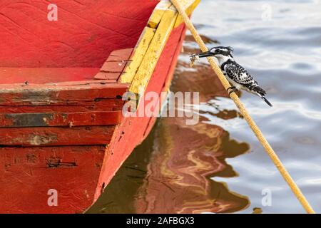 Due pied martin pescatore (Ceryle rudis) arroccato su una linea di ormeggio, uno con pesci preda, il lago Victoria, Uganda Foto Stock