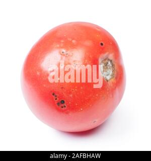 Rovinato il pomodoro isolato su sfondo bianco, fungo con stampo su vegetali Foto Stock