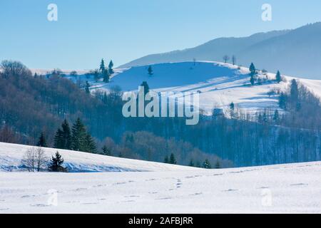 Campagna montana in inverno. alberi sulla coperta di neve prati e colline. tempo splendido in una luminosa giornata di sole in inverno. bella carpathia Foto Stock