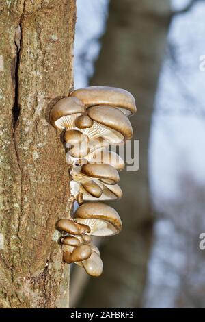 Pearl funghi Oyster crescente sullo stelo di un morto Aspen Tree Foto Stock