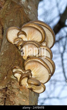 Pearl funghi Oyster crescente sullo stelo di un morto Aspen Tree Foto Stock