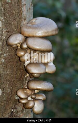 Pearl funghi Oyster crescente sullo stelo di un morto Aspen Tree Foto Stock