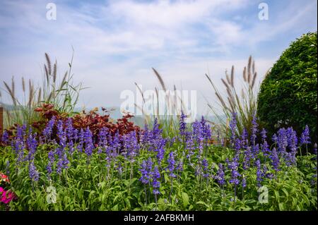 Fiore viola di Angelonia Goyazensis o poco Turtle in giardino con cielo blu sullo sfondo Foto Stock