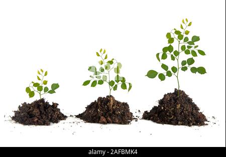 Alberelli su sfondo bianco Foto Stock