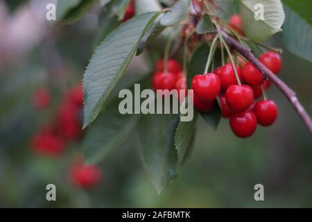 Mazzetto di ciliegie mature appesi a un ramo di albero Foto Stock