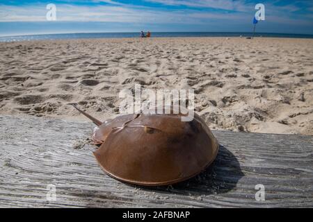 Il granchio a ferro di cavallo (Limulus polyphemus) carapace sulla spiaggia Foto Stock