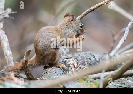 American scoiattolo rosso (Tamiasciurus hudsonicus) alimentazione su un cono di pino Foto Stock