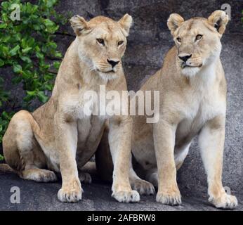 Due leoni femmina (Panthera leo), forse sorelle, in zona ombreggiata, vicino al punto in cui almeno due gruppi di piccoli sono la riproduzione. Parco Nazionale del Serengeti, Tanzania Foto Stock