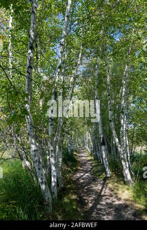 Percorso Jessup, Sieur de Monts, il Parco Nazionale di Acadia, Maine, Stati Uniti d'America Foto Stock