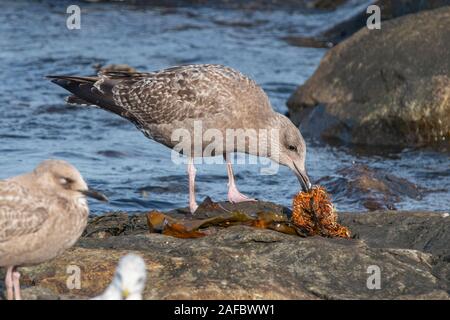 Gabbiano di aringa americano giovanile, Larus smithsonianus, Seawall, Acadia National Park, Maine, STATI UNITI Foto Stock