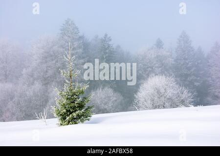 Piccolo albero di abete sulla coperta di neve prato. foresta lontana in brina. nebbioso e gelido meteo. Grande Christmastime umore. sfondo meraviglioso fo Foto Stock