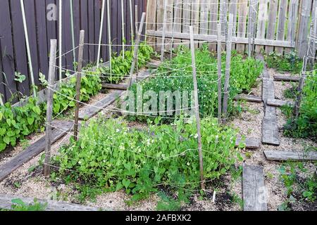 Le patch di fioritura supportati i piselli in un giardino estivo Foto Stock