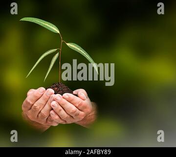 Alberello in mani Foto Stock