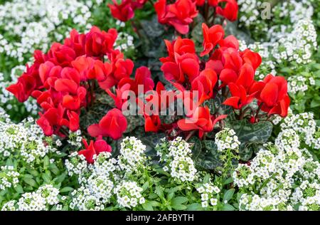 Rosso ciclamino e fiori bianchi che fiorisce in tempo per la stagione delle feste decor. Foto Stock